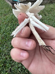 Amanita vaginata image