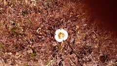 Calochortus vestae