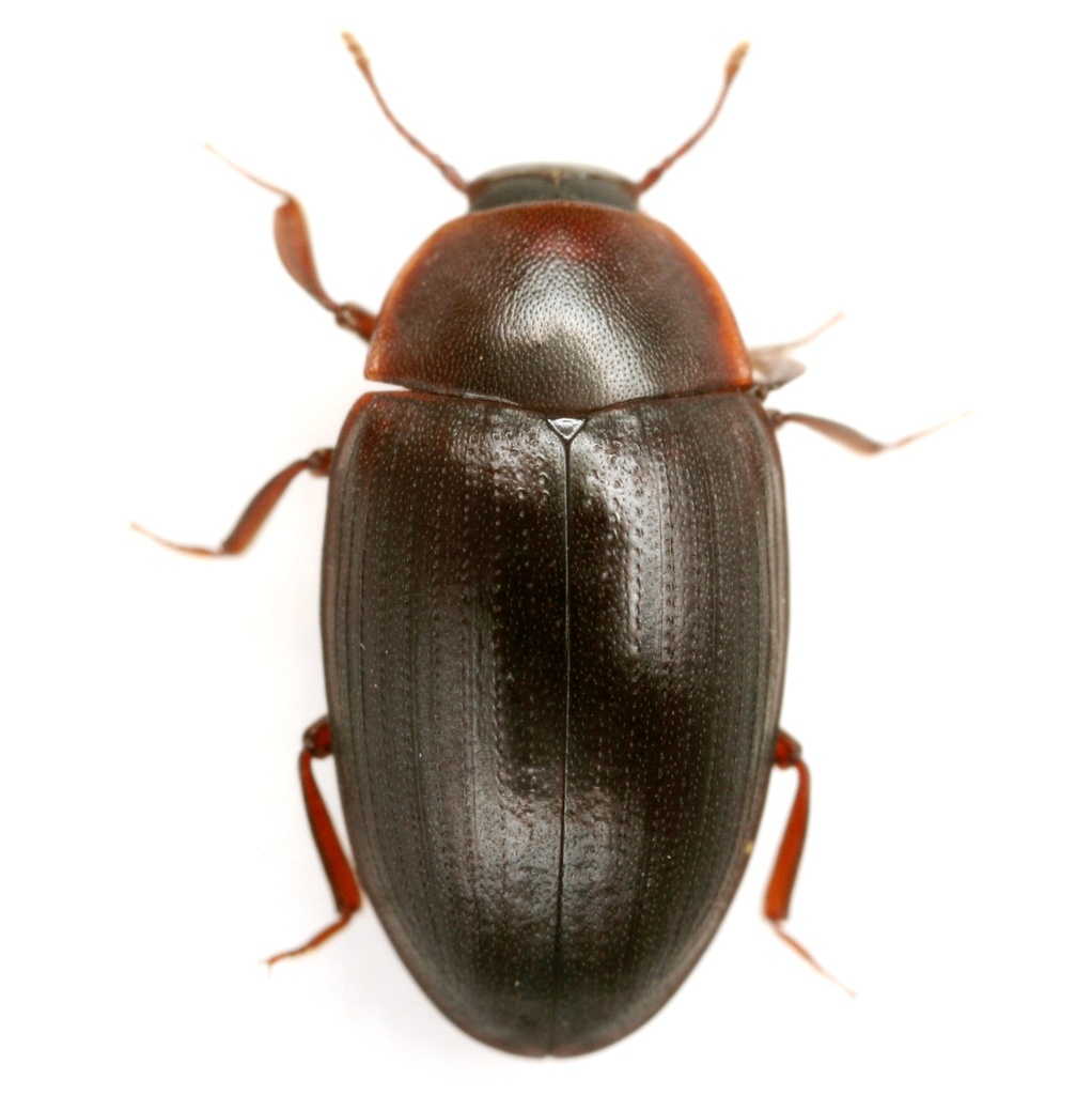 Hyporhagus