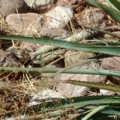 Ctenosaura macrolopha