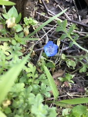 Nemophila pulchella