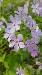 Phlox divaricata laphamii