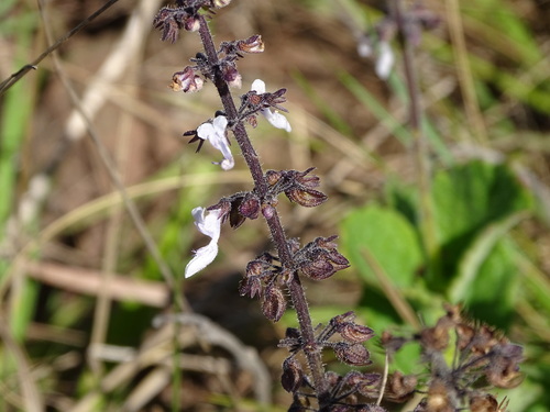Coleus hadiensis