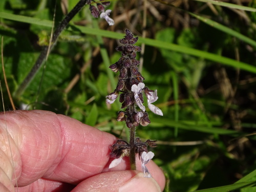 Coleus hadiensis