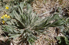 Lithospermum incisum