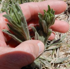 Lithospermum incisum