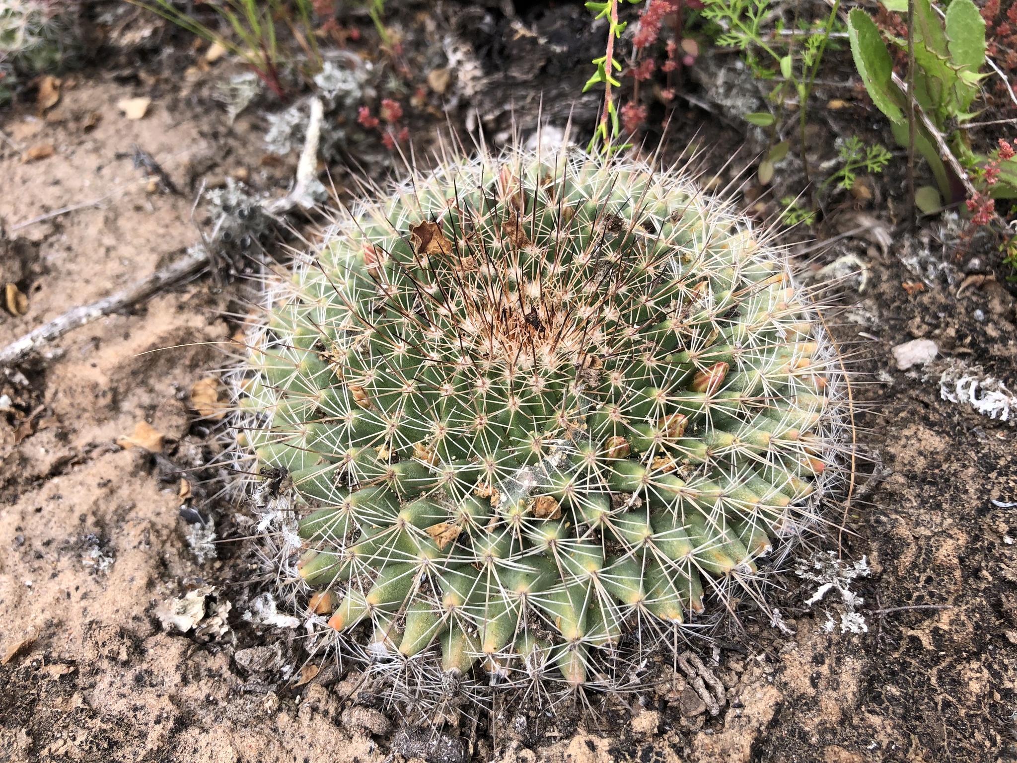 Mammillaria brandegeei  iNaturalist