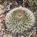 Mammillaria brandegeei - Photo no rights reserved, uploaded by Kristen Francis