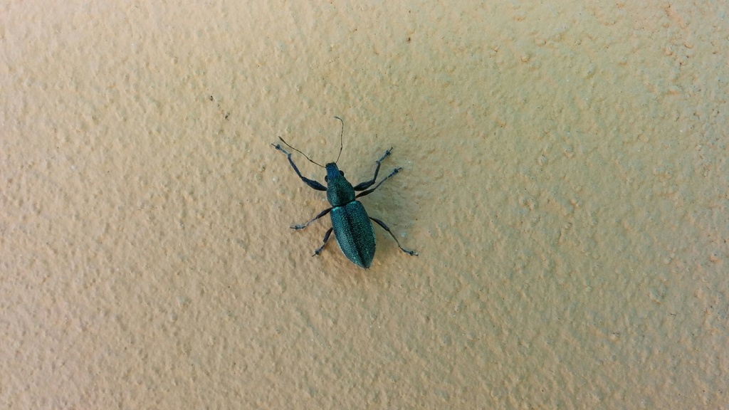 Naupactus bipes