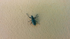 Naupactus bipes