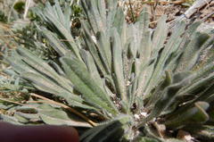 Lithospermum incisum