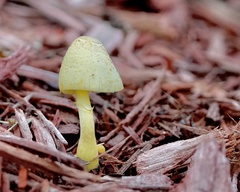 Leucocoprinus birnbaumii image