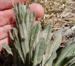 Lithospermum incisum