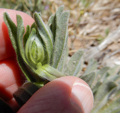 Lithospermum incisum