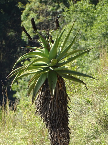 Image of Aloe candelabrum by (c) Shaun Swanepoel, some rights reserved (CC BY)