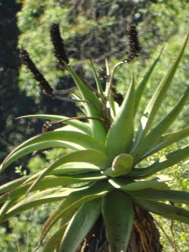 Image of Aloe candelabrum by (c) Shaun Swanepoel, some rights reserved (CC BY)