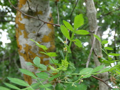 Bursera laxiflora