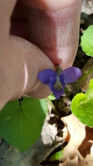 Viola palmata