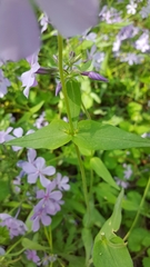 Phlox divaricata laphamii