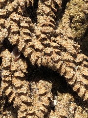 Phragmatopoma caudata