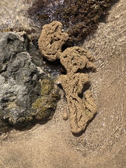 Phragmatopoma caudata