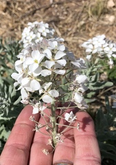 Dimorphocarpa candicans