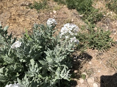 Dimorphocarpa candicans