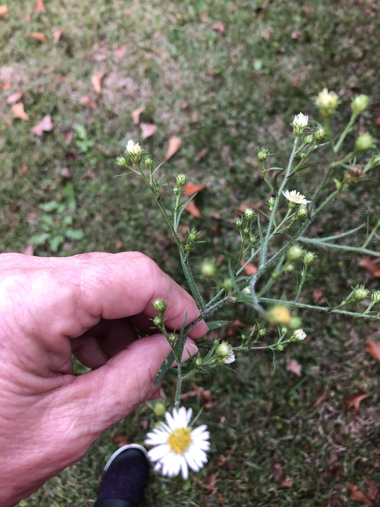 American asters from Bella Coola Rd, Lake Waccamaw, NC, US on November