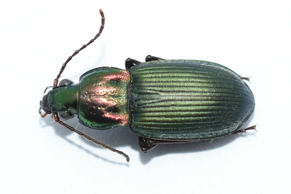 Chlaenius pimalicus