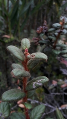 Gaultheria lanigera