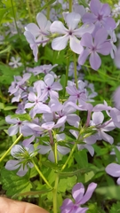 Phlox divaricata laphamii