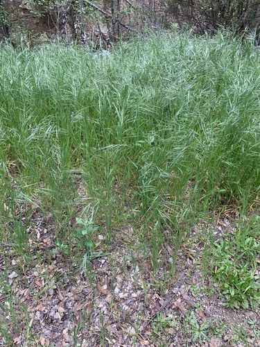 Bromus tectorum iNat (1)