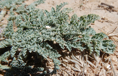 Vesper montanus