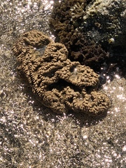 Phragmatopoma caudata