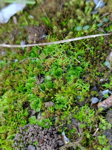 Petalwort (Petalophyllum ralfsii)