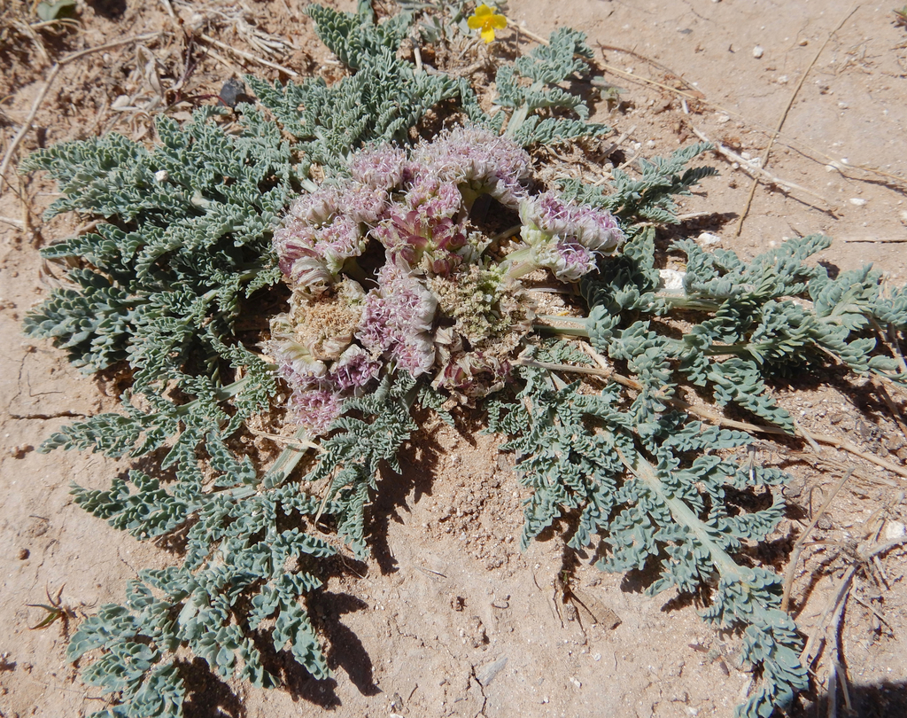 mountain springparsley