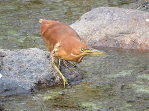 Botaurus cinnamomeus