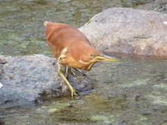 Ixobrychus cinnamomeus
