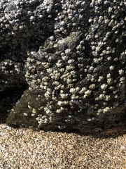 Chthamalus angustitergum
