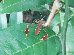 Anisoscelis scutellaris