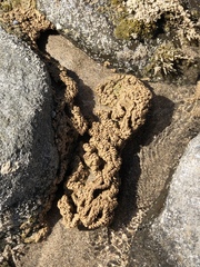 Phragmatopoma caudata