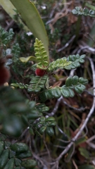 Weinmannia tomentosa