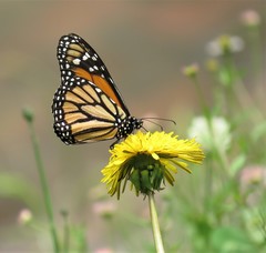 Danaus plexippus megalippe