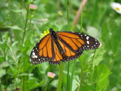 Danaus plexippus megalippe