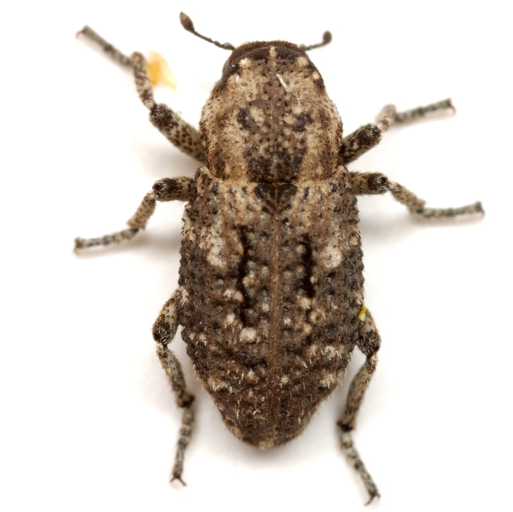 Thecesternus maculosus