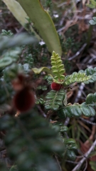 Weinmannia tomentosa