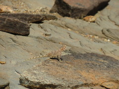 Agama anchietae