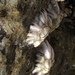 Chthamalus angustitergum - Photo 由 Susan J. Hewitt 所上傳的 (c) Susan J. Hewitt，保留部份權利CC BY-NC