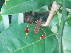 Anisoscelis scutellaris