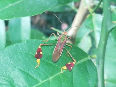 Anisoscelis scutellaris